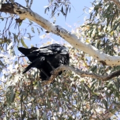 Corvus coronoides at Bruce, ACT - 11 Sep 2019 11:56 AM