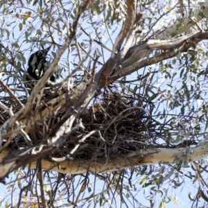 Corvus coronoides at Bruce, ACT - 11 Sep 2019 11:56 AM