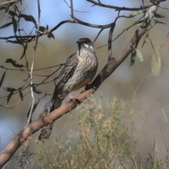 Anthochaera carunculata (Red Wattlebird) at Gossan Hill - 11 Sep 2019 by Alison Milton