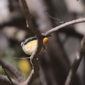 Pardalotus punctatus at Bruce, ACT - 11 Sep 2019