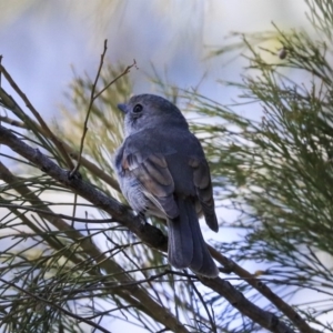 Pachycephala pectoralis at Bruce, ACT - 11 Sep 2019