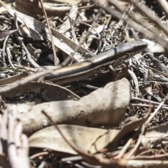 Morethia boulengeri (Boulenger's Skink) at Bruce Ridge to Gossan Hill - 11 Sep 2019 by AlisonMilton