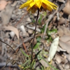 Xerochrysum viscosum (Sticky Everlasting) at Carwoola, NSW - 11 Sep 2019 by JanetRussell