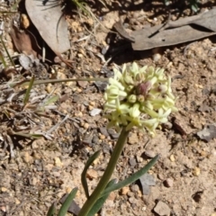 Stackhousia monogyna (Creamy Candles) at Carwoola, NSW - 11 Sep 2019 by JanetRussell