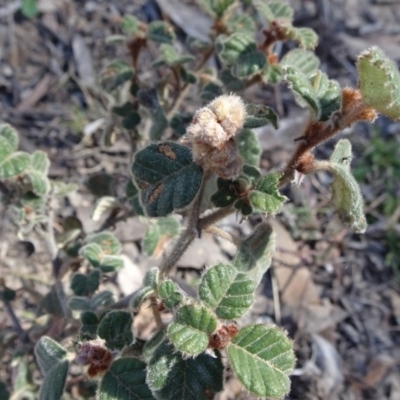 Pomaderris eriocephala (Woolly-head Pomaderris) at Stony Creek Nature Reserve - 10 Sep 2019 by JanetRussell