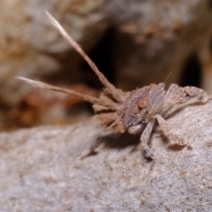 Platybrachys sp. (genus) (A gum hopper) at Florey, ACT - 11 Sep 2019 by Kurt