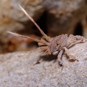 Platybrachys sp. (genus) at Florey, ACT - 11 Sep 2019