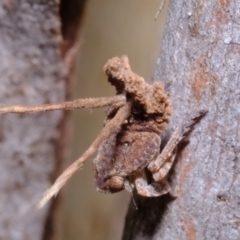 Platybrachys sp. (genus) at Florey, ACT - 11 Sep 2019