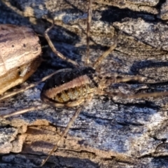 Opiliones (order) (Unidentified harvestman) at Aranda Bushland - 11 Sep 2019 by Kurt