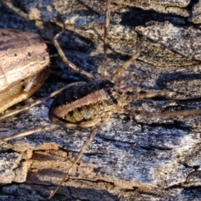 Opiliones (order) (Unidentified harvestman) at Dunlop, ACT - 11 Sep 2019 by Kurt