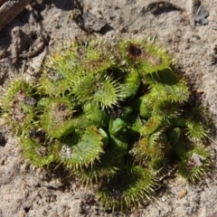 Drosera sp. (A Sundew) at Carwoola, NSW - 11 Sep 2019 by JanetRussell