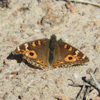 Junonia villida (Meadow Argus) at Kambah, ACT - 8 Sep 2019 by MatthewFrawley