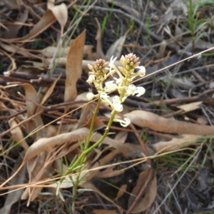 Stackhousia monogyna at Kambah, ACT - 8 Sep 2019