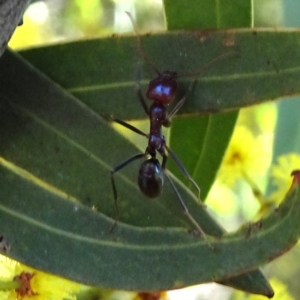 Iridomyrmex purpureus at Carwoola, NSW - 11 Sep 2019 01:08 PM