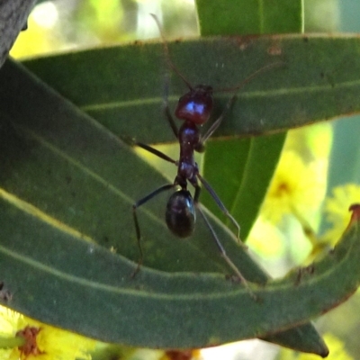 Iridomyrmex purpureus (Meat Ant) at Carwoola, NSW - 11 Sep 2019 by JanetRussell