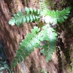 Polystichum proliferum (Mother Shield Fern) at Lower Cotter Catchment - 28 Aug 2019 by JanetRussell