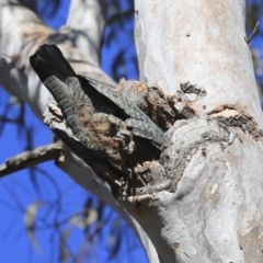 Callocephalon fimbriatum (Gang-gang Cockatoo) at Bruce, ACT - 11 Sep 2019 by AlisonMilton