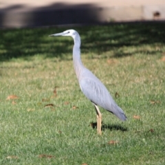 Egretta novaehollandiae (White-faced Heron) at Braidwood, NSW - 11 Sep 2019 by LisaH