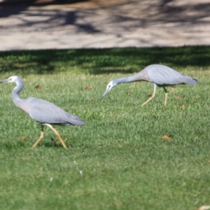 Egretta novaehollandiae at Braidwood, NSW - 11 Sep 2019