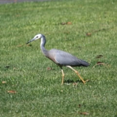 Egretta novaehollandiae at Braidwood, NSW - 11 Sep 2019