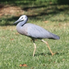 Egretta novaehollandiae at Braidwood, NSW - 11 Sep 2019