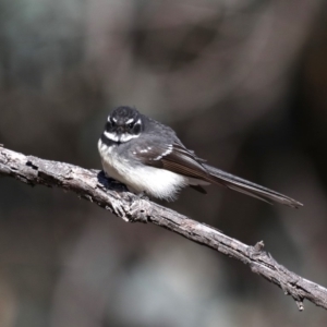 Rhipidura albiscapa at Hackett, ACT - 9 Sep 2019 08:52 AM