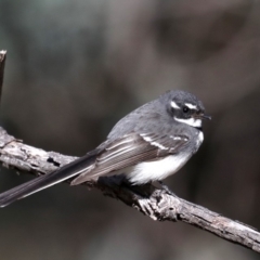 Rhipidura albiscapa at Hackett, ACT - 9 Sep 2019 08:52 AM