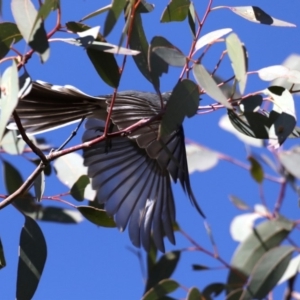 Rhipidura albiscapa at Hackett, ACT - 9 Sep 2019 08:52 AM