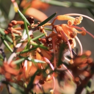 Grevillea juniperina subsp. villosa at Mongarlowe, NSW - 11 Sep 2019