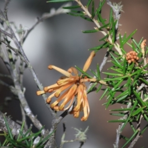 Grevillea juniperina subsp. villosa at Mongarlowe, NSW - 11 Sep 2019