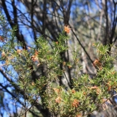 Grevillea juniperina subsp. villosa at Mongarlowe, NSW - 11 Sep 2019