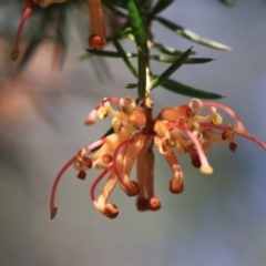 Grevillea juniperina subsp. villosa at Mongarlowe, NSW - 11 Sep 2019