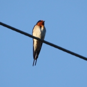 Hirundo neoxena at Braidwood, NSW - 11 Sep 2019