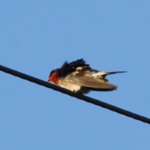 Hirundo neoxena at Braidwood, NSW - 11 Sep 2019