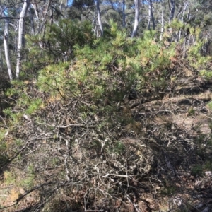 Banksia spinulosa at Budawang, NSW - 11 Sep 2019