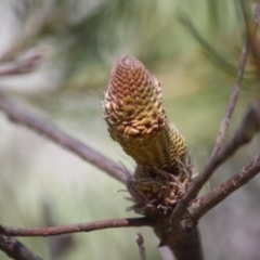 Banksia spinulosa at Budawang, NSW - 11 Sep 2019