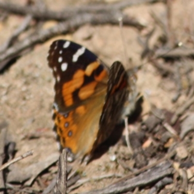 Vanessa kershawi (Australian Painted Lady) at Mongarlowe River - 11 Sep 2019 by LisaH