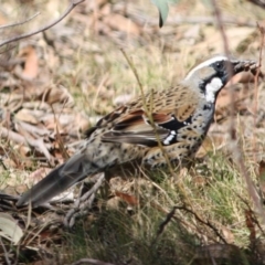 Cinclosoma punctatum (Spotted Quail-thrush) at Mongarlowe River - 11 Sep 2019 by LisaH