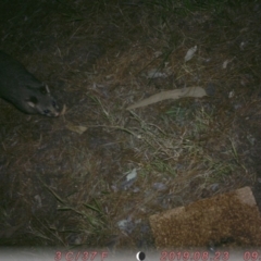 Trichosurus vulpecula (Common Brushtail Possum) at Australian National University - 23 Aug 2019 by MReevesii00milktea