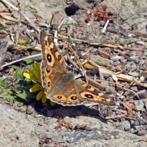 Junonia villida at Isabella Plains, ACT - 10 Sep 2019