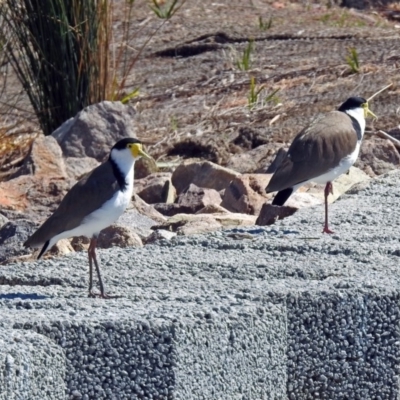 Vanellus miles (Masked Lapwing) at Monash, ACT - 10 Sep 2019 by RodDeb