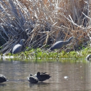 Egretta novaehollandiae at Monash, ACT - 10 Sep 2019 11:31 AM