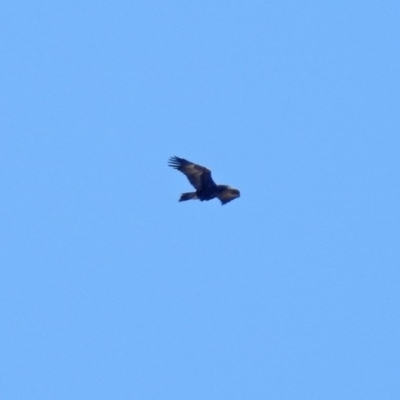 Aquila audax (Wedge-tailed Eagle) at Paddys River, ACT - 10 Sep 2019 by RodDeb