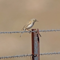 Anthus australis (Australian Pipit) at Paddys River, ACT - 10 Sep 2019 by RodDeb