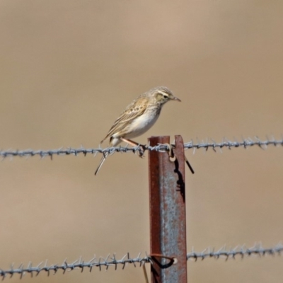 Anthus australis (Australian Pipit) at Paddys River, ACT - 10 Sep 2019 by RodDeb