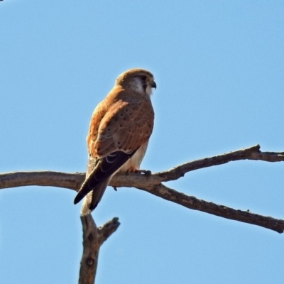 Falco cenchroides (Nankeen Kestrel) at Paddys River, ACT - 10 Sep 2019 by RodDeb