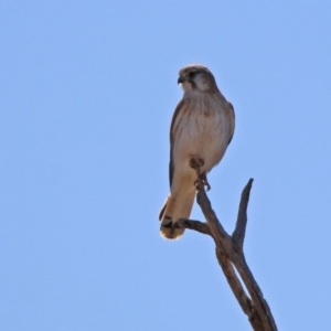 Falco cenchroides at Paddys River, ACT - 10 Sep 2019