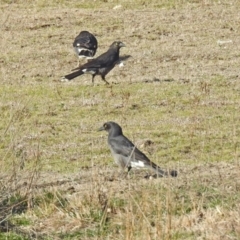 Strepera graculina at Paddys River, ACT - 10 Sep 2019