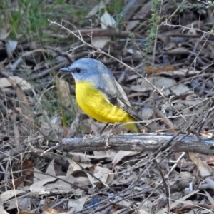 Eopsaltria australis at Paddys River, ACT - 10 Sep 2019 04:27 PM