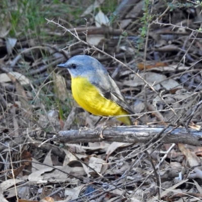 Eopsaltria australis (Eastern Yellow Robin) at Paddys River, ACT - 10 Sep 2019 by RodDeb